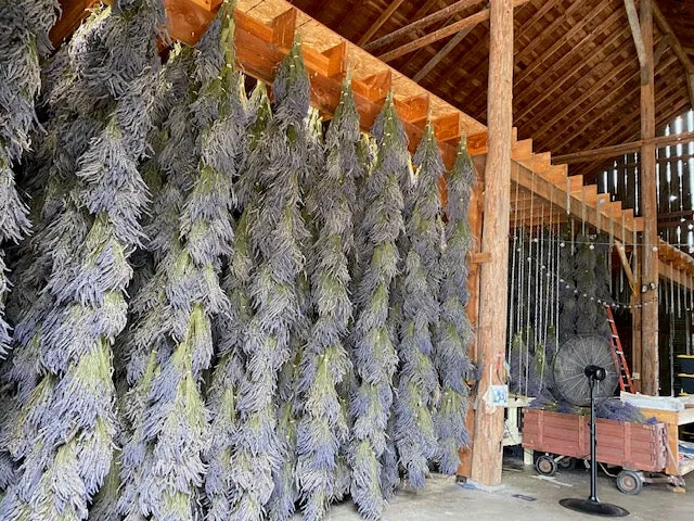 Lavender Academy 2025: