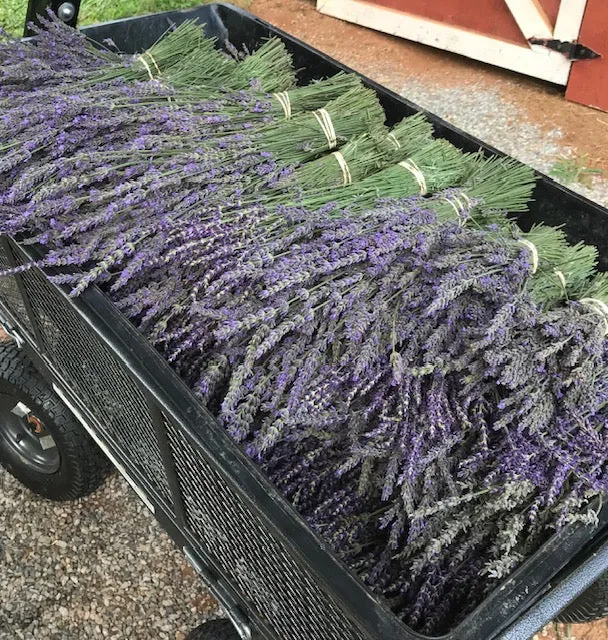 Lavender Academy 2025: