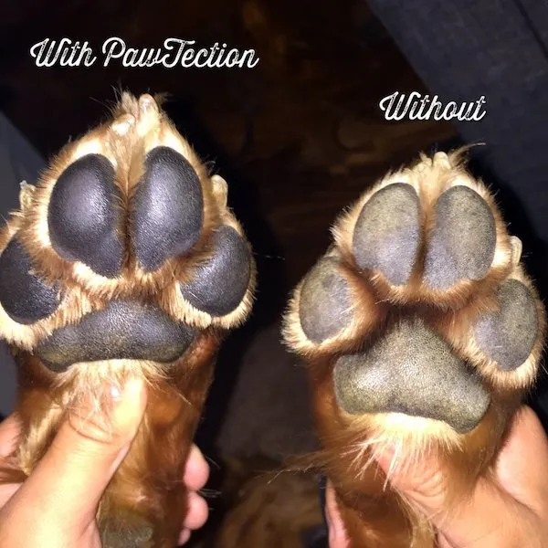 Natural Dog Organic PawTection Dog Balm